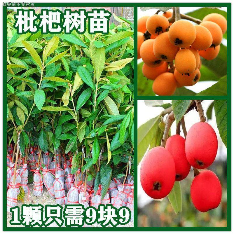 枇杷树苗新品种无核砂糖红枇杷苗当年结果嫁接果树苗