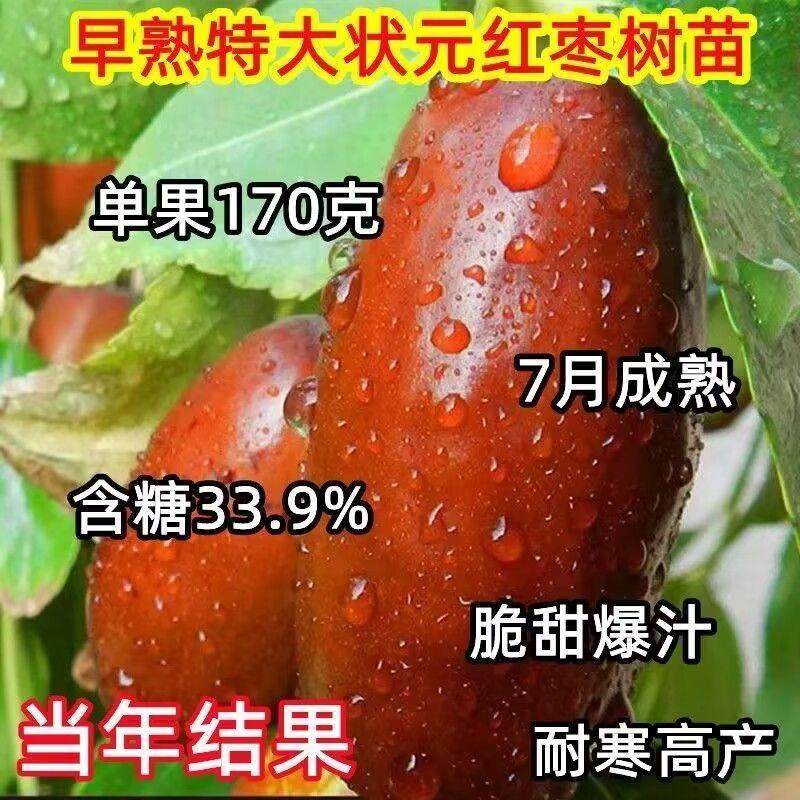早熟状元红枣树苗脆甜红枣子苗耐冬耐冻盆栽地栽南北方种植当年结