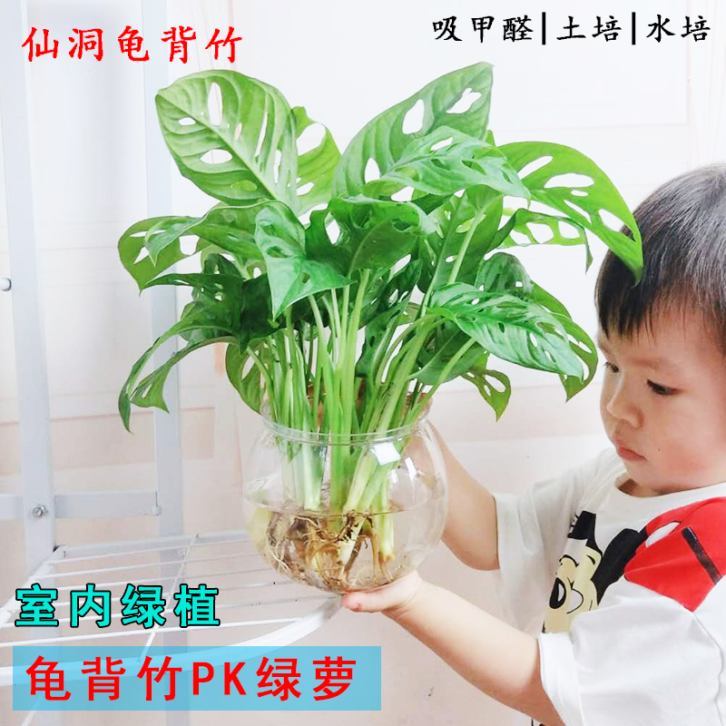 仙洞龟背竹绿植室内好养水培办公室长藤观叶吸甲醛植物花卉盆栽