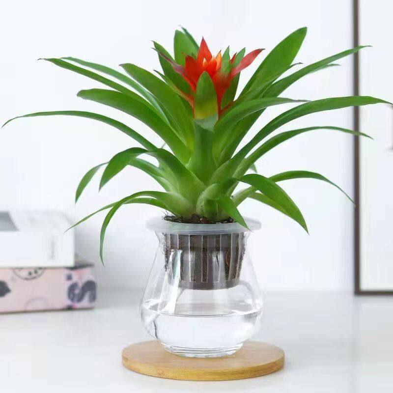 鸿运当头室内盆栽花卉小红星水养绿植物四季好养鲜花净化空气凤梨