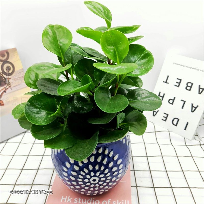 室内盆栽绿植碧玉豆瓣绿四季常青办公桌面净化空气去除甲醛防辐射