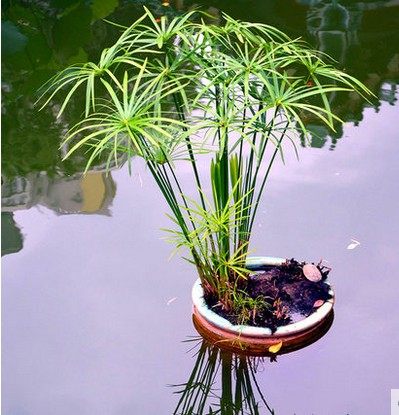 水竹 旱伞草 水棕竹盆栽水生花卉 四季常青可盆栽 水培水生花植物