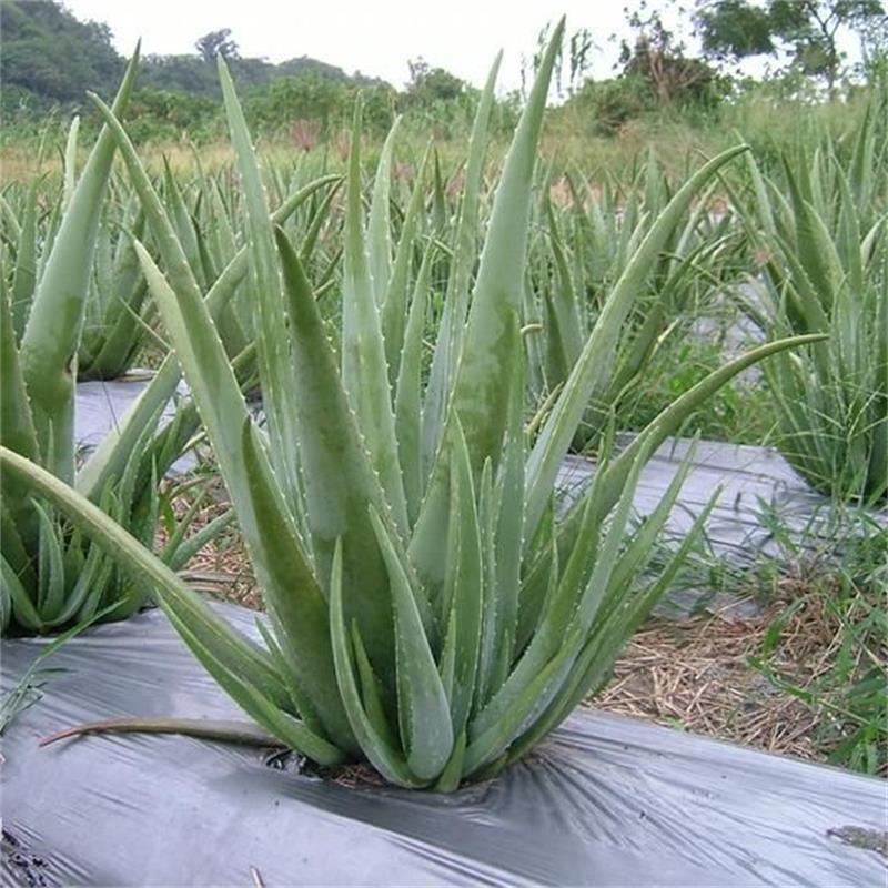 美国库拉索芦荟苗绿植净化空气吸甲醛防辐射室内美容植物芦荟盆栽