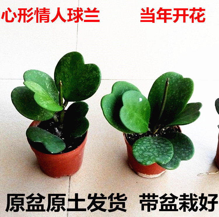 心叶球兰 爱心型叶片多肉植物 情人球兰爬藤盆栽垂吊植物球兰花苗