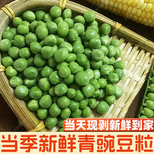 青豆豌豆米新鲜去壳弯豆米云南农家露天现摘水果甜嫩碗豆角粒甜豆
