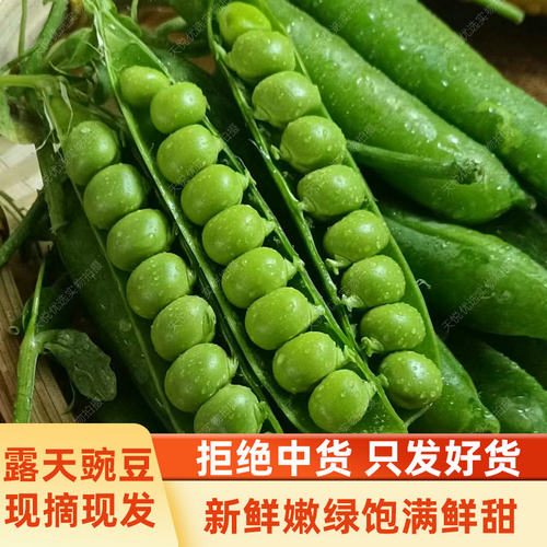 农家种植新鲜豌豆天悦优选