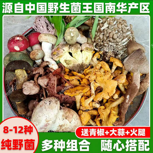 云南新鲜野生菌组合杂菌见手青鸡枞松茸红牛肝菌黄赖头青头菌蘑菇
