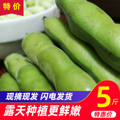 云南新鲜蚕豆农家带壳生蚕豆罗汉豆兰花胡豆青豆荚 蔬菜新鲜蚕豆