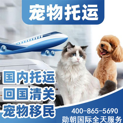 宠物托运全国狗猫咪空运专车到上海广州北京深圳等国际空运门到门