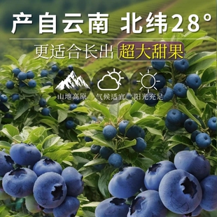 包邮 时令护眼高山蓝莓 云南花香蓝莓L25鲜果新鲜水果中特大果当季