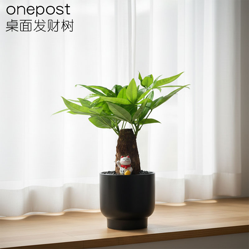 发财树办公室净化空气品质保证