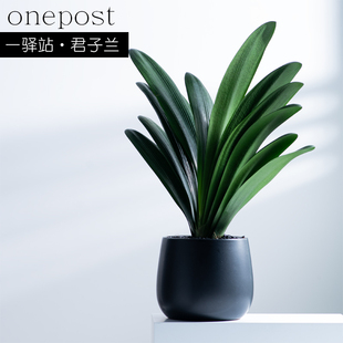圆头和尚君子兰绿植盆栽国宝级办公桌面简约客厅入户鞋柜茶几花卉