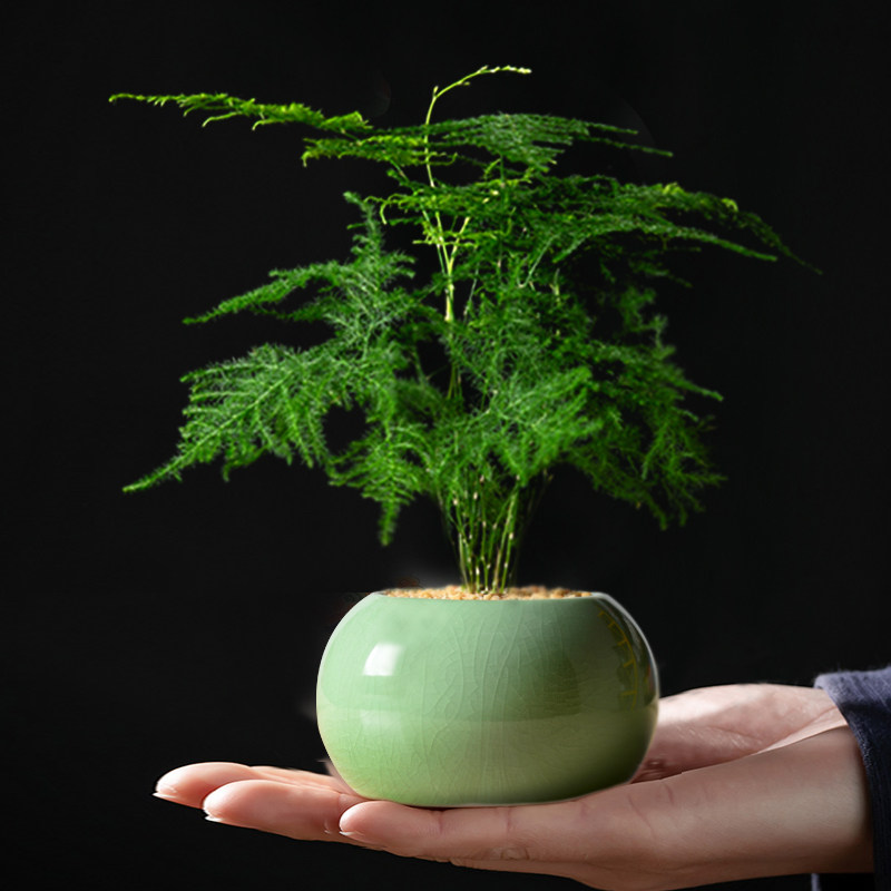 办迷你竹文盆景植物客厅盆栽茶办公桌面公室禅意花卉办几jwl公室