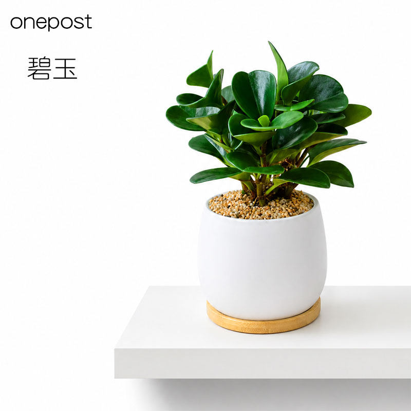 碧玉植物室内净化空气四季常青好养活花卉观赏盆栽室内桌面绿植
