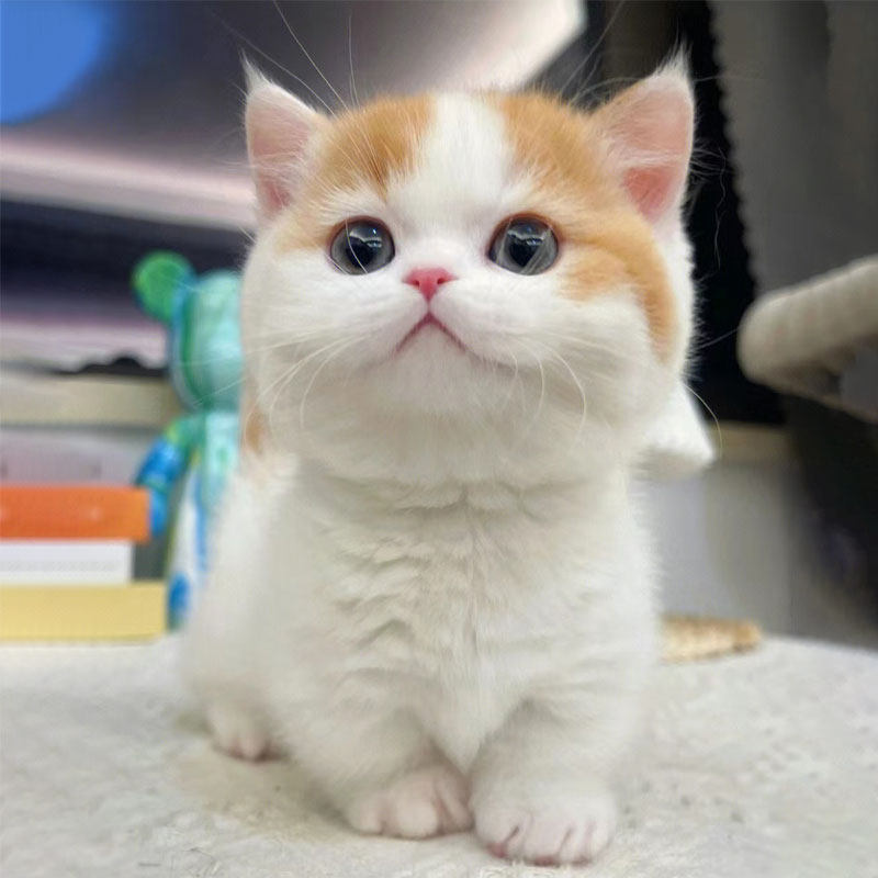 曼基康矮脚猫纯种幼猫英短蓝白乳白三花赛级宠物长毛拿破仑短腿猫