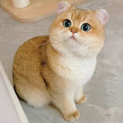 英短金渐层ny12纯种幼猫蓝金矮脚猫活体幼崽赛级长毛宠物猫咪领养