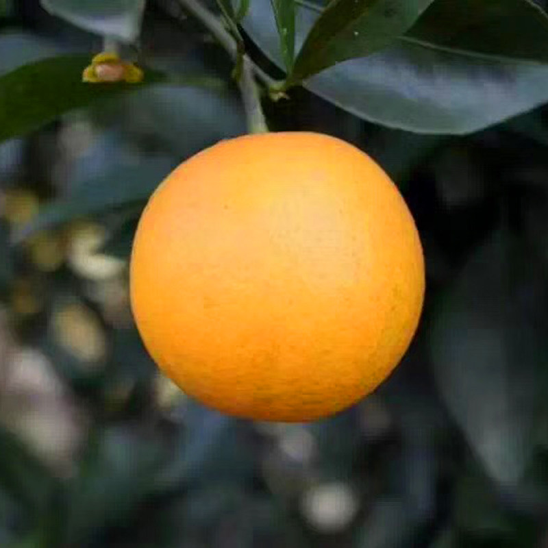 永兴冰糖橙新鲜水果橙子10斤小果包邮当季纯甜橙子湖南冰糖橙甜橙