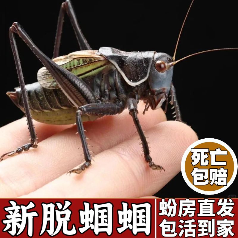 蝈蝈新脱鸣虫活虫铁皮蝈蝈平谷炮筒蝈蝈大音量天津精品直发活宠物