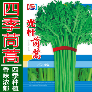 小叶光杆茼蒿种子蒿子秆蓬蒿菜大叶茼蒿菜皇帝菜四季春播蔬菜种籽