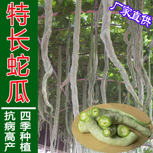 蛇瓜丝瓜砍瓜蔬菜种子种苗四季