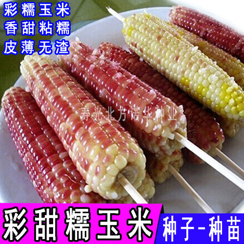 香甜糯玉米种子审定品种