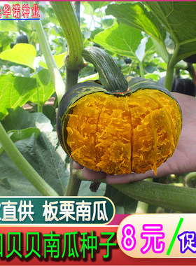 板栗贝贝小南瓜种子四季种