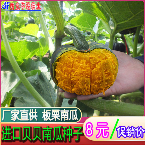 板栗贝贝小南瓜种子四季种