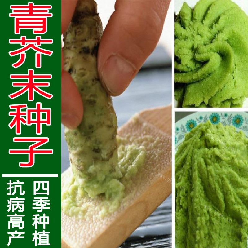 芥末调料蔬菜种子四季播
