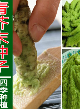 芥末调料蔬菜种子四季播