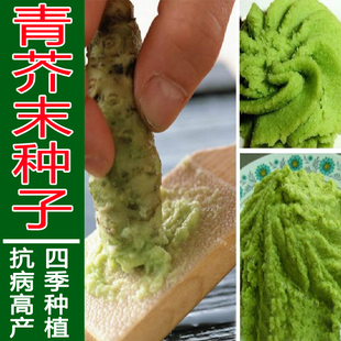 芥末芥茉种子青芥辣调料呛鼻子蔬菜种子四季播种田园盆栽菜籽春季