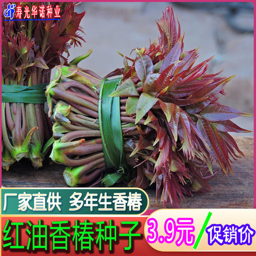 多年生红油香椿种籽子四季播