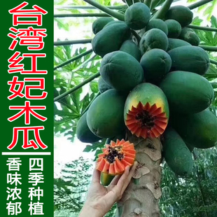 台湾农友红妃木瓜种子杂交木瓜种籽南方水果种籽孑甜瓜菜籽四季