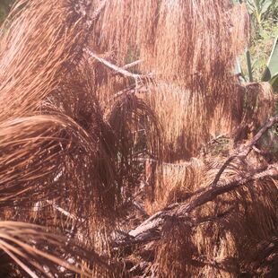 自然风干养花盆栽菜地绿植土壤覆盖物