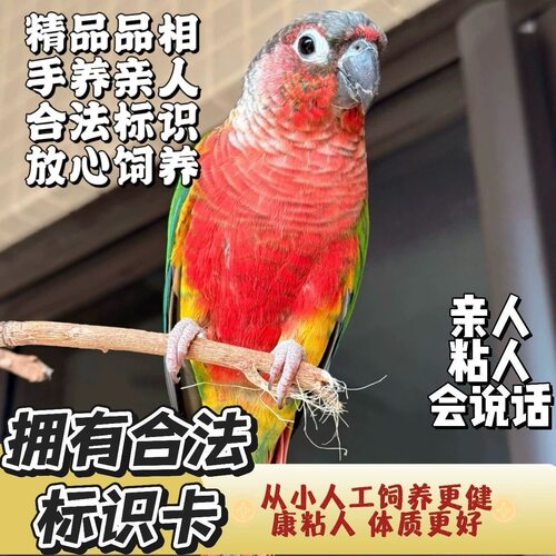小太阳鹦鹉活鸟会说话黄边凤梨绿颊肉桂活体雏鸟小鸟手养半毛宠物