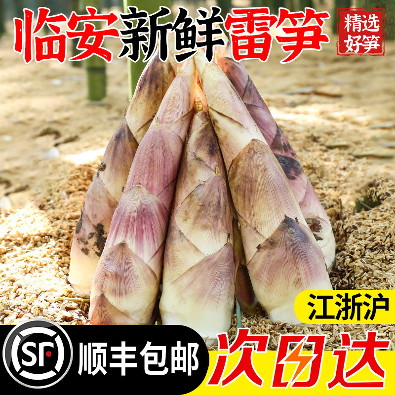 临安春笋新鲜现挖冬笋嫩芽竹笋子正宗浙江天目山雷笋野生农家鲜笋