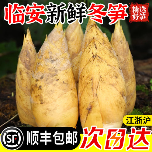 新鲜冬笋现挖浙江临安天目山野生