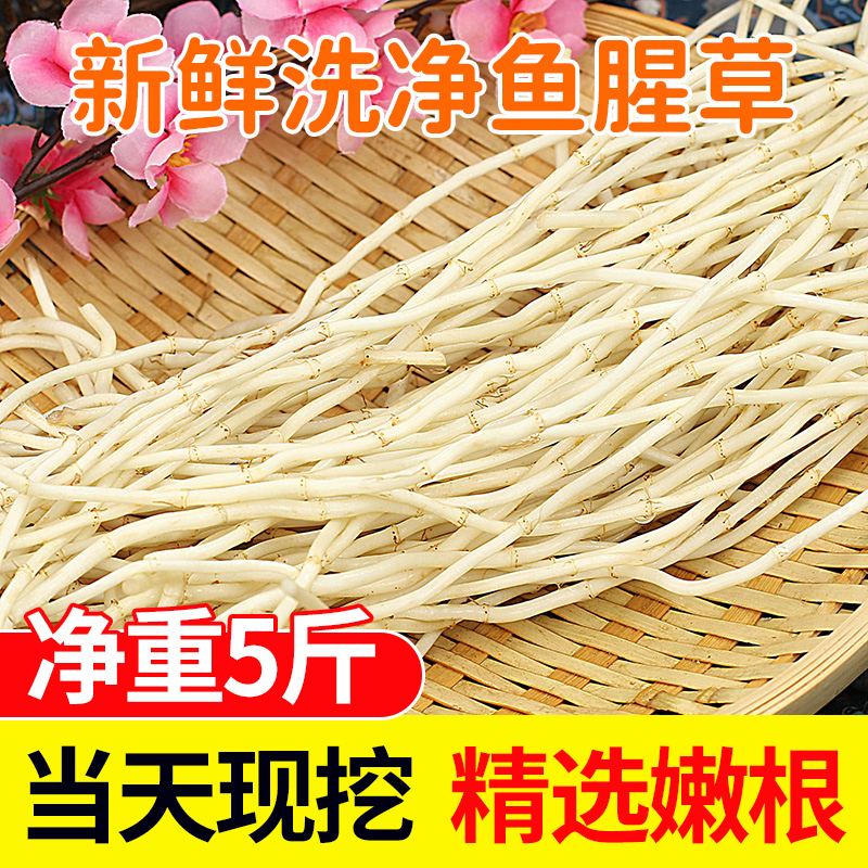新鲜鱼腥草凉拌折耳根农家现挖