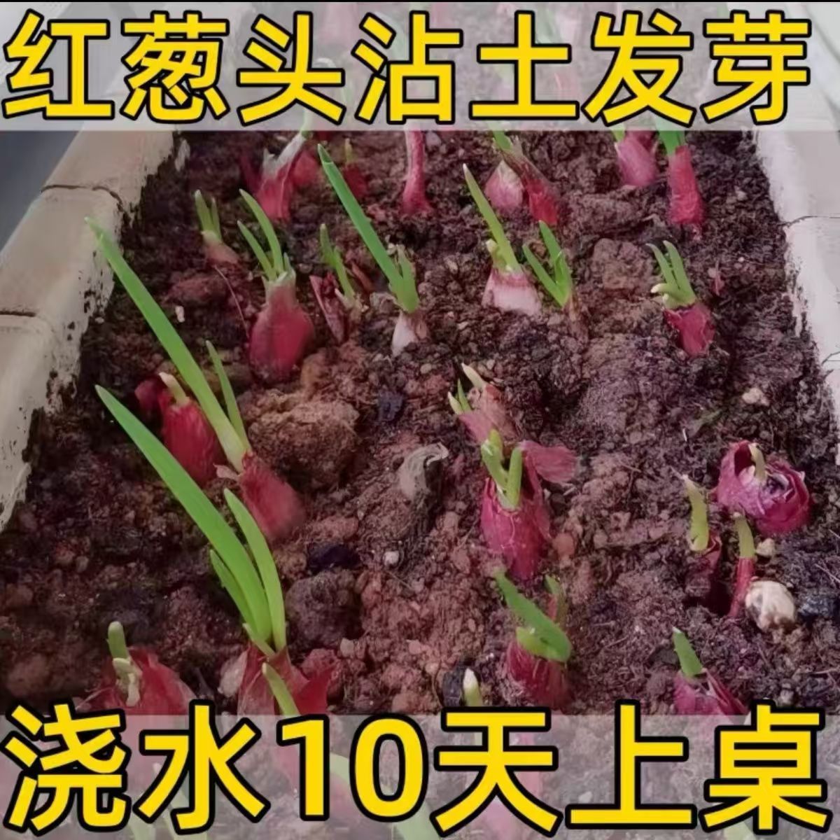 四川正宗红葱头葱种铁葱火葱