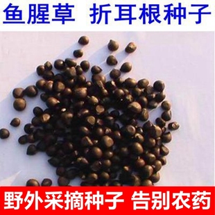 新采收鱼腥草种子折耳根种籽种根种苗新鲜盆栽四季贵州云南四川