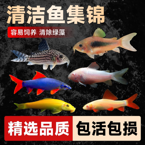 清道夫鱼老鼠鱼底栖鱼除藻工具鱼