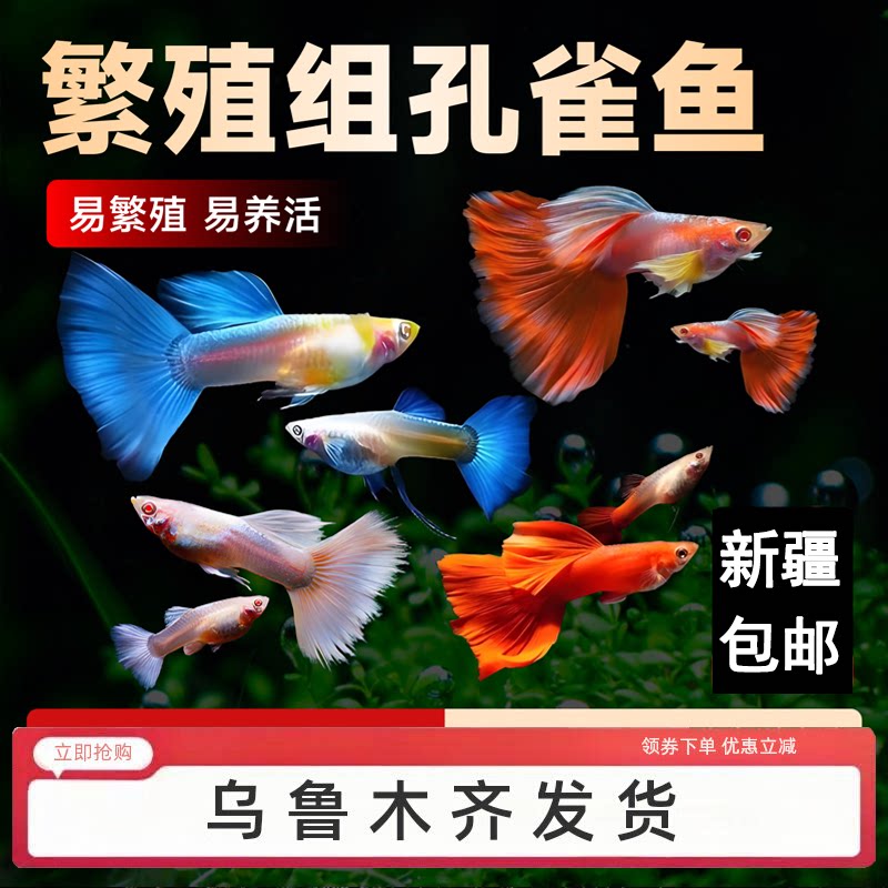 孔雀鱼活鱼小型凤尾鱼苗观赏鱼小鱼热带淡水新手好养耐活新疆包邮