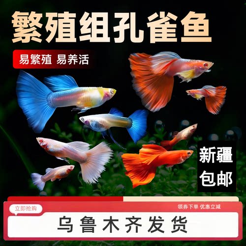 孔雀鱼热带鱼可生小鱼好养耐活