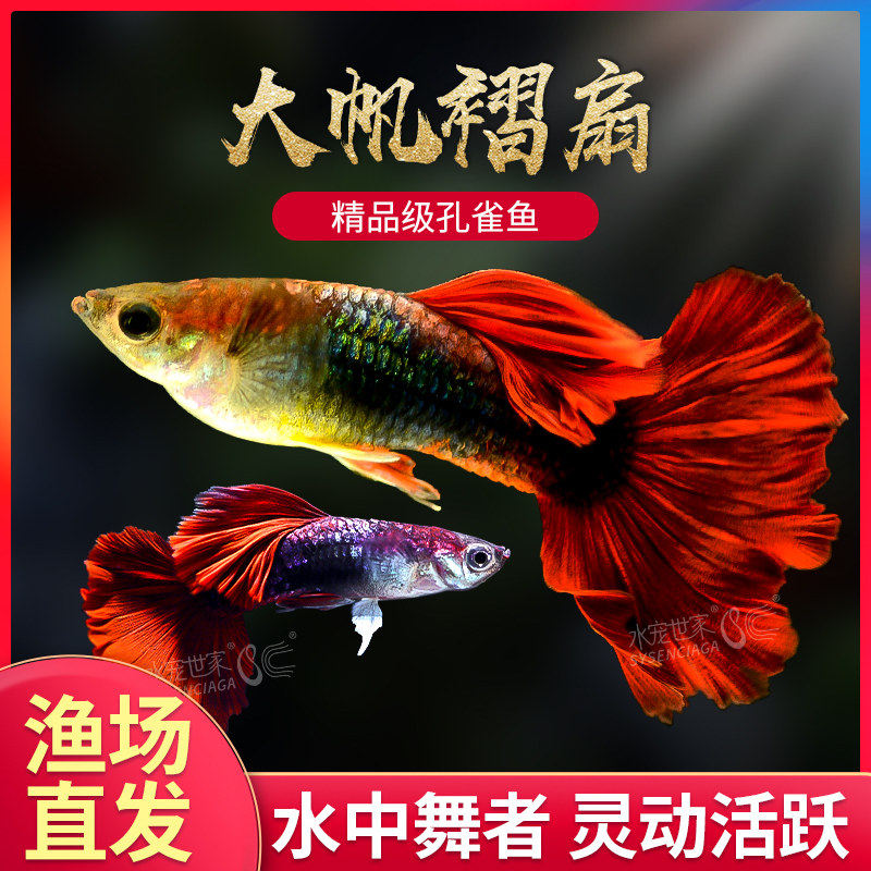小型热带鱼折扇孔雀鱼胎生鱼