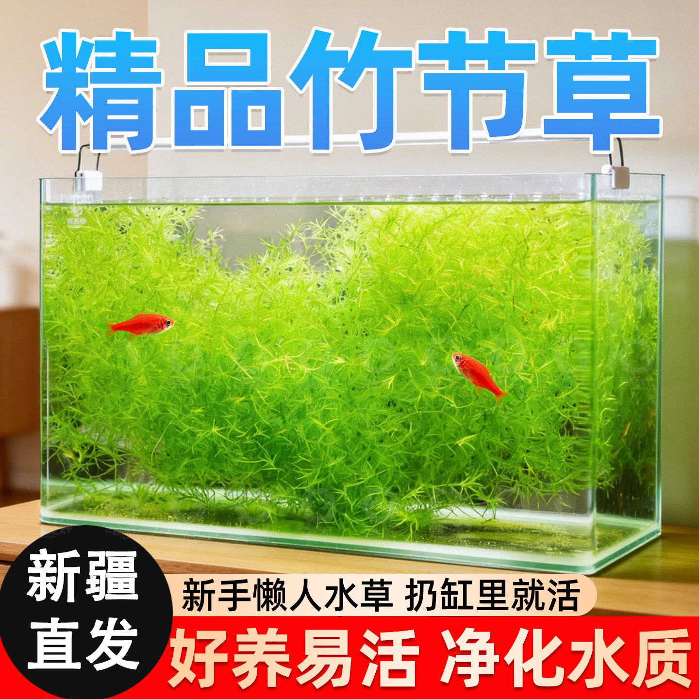 印度竹节草好养耐活水草植物懒人阴性草繁殖蔓延净化水质漂浮水草