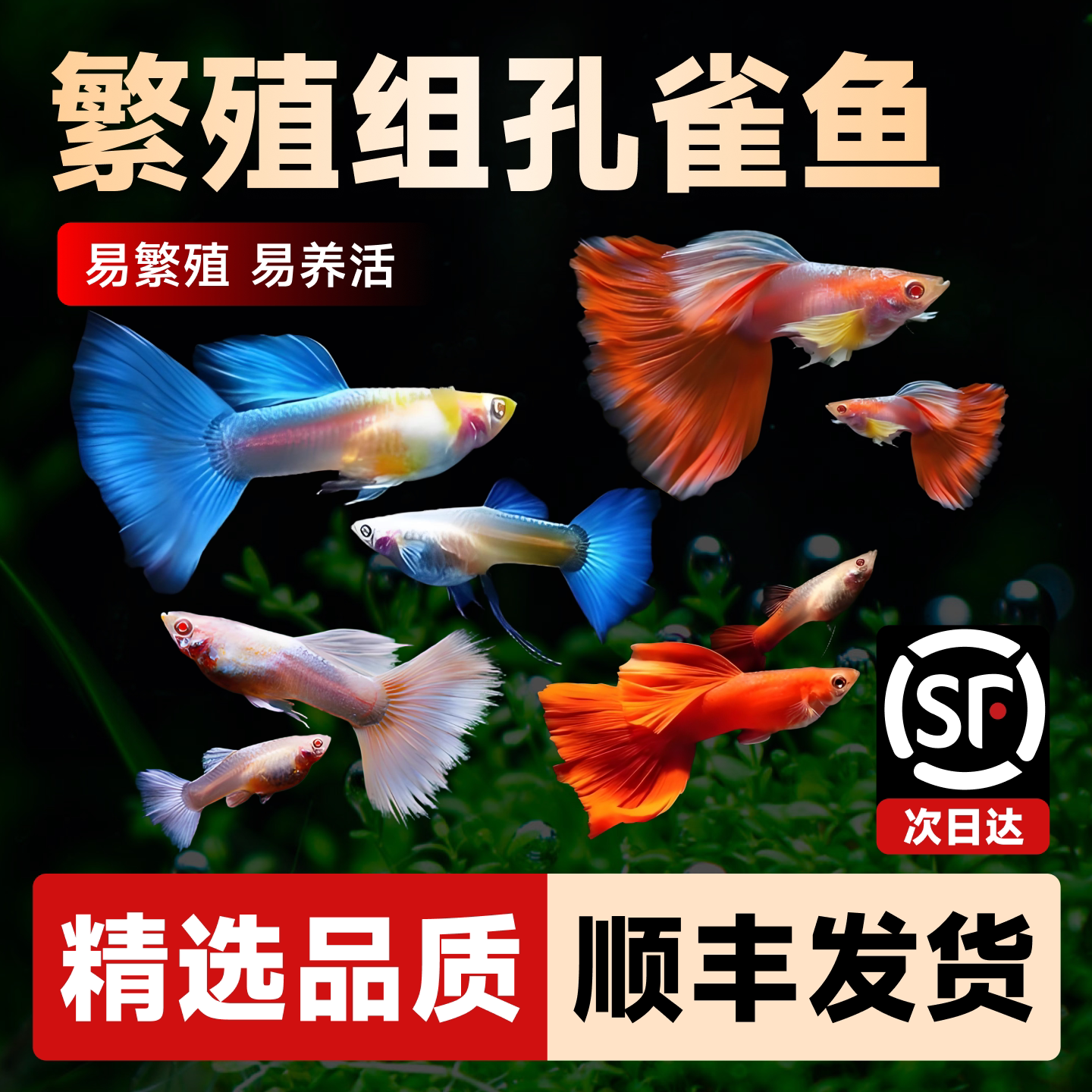 孔雀鱼活鱼小型凤尾鱼苗观赏鱼小鱼热带淡水新手好养耐活新疆包邮