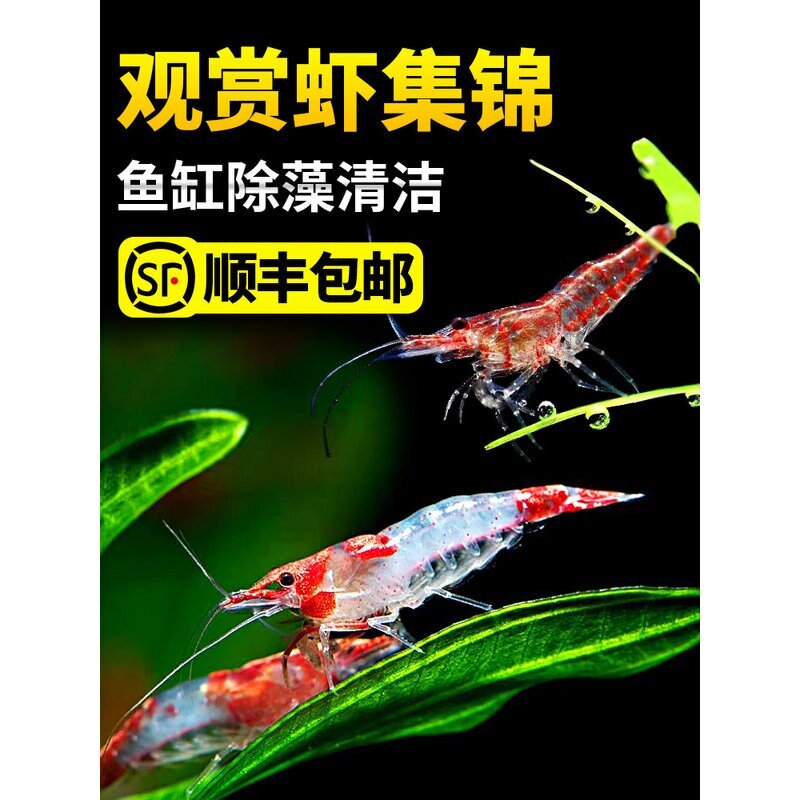 黑壳虾鱼缸水草清洁除藻工具超大观赏米虾宠物活体饲料淡水族造景图片