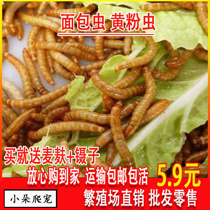 面包虫活体黄粉虫活虫鹦鹉鱼乌龟爬虫/鸣虫食物