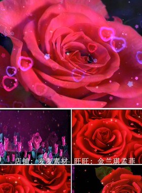羞答答的玫瑰静悄悄地开 舞台表演背景 led视频 婚礼背景 玫瑰花