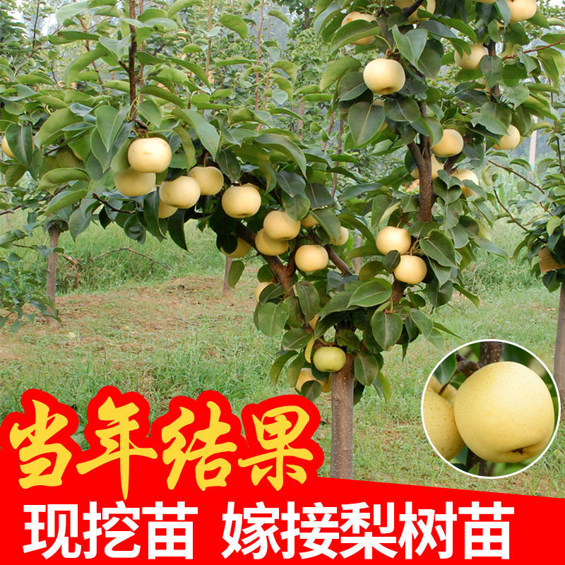 梨苗梨树苗嫁接庭果树苗黄金梨盆栽地栽苗南方北方种植当年结果苗