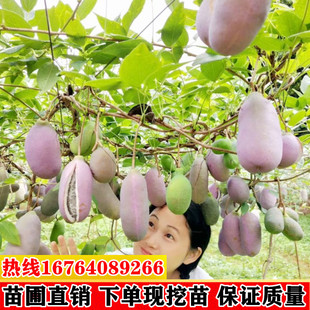 无籽八月瓜树苗野生八月炸瓜苗南北方四季种植爬藤果树苗当年结果